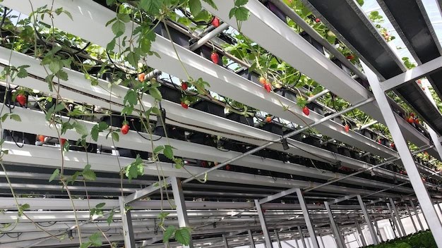 Agricultura urbana vertical