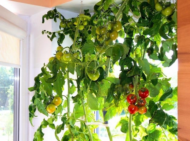Agricultura urbana vertical